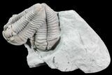 Two Detailed Flexicalymene Trilobite Plate - Ohio #76370-1